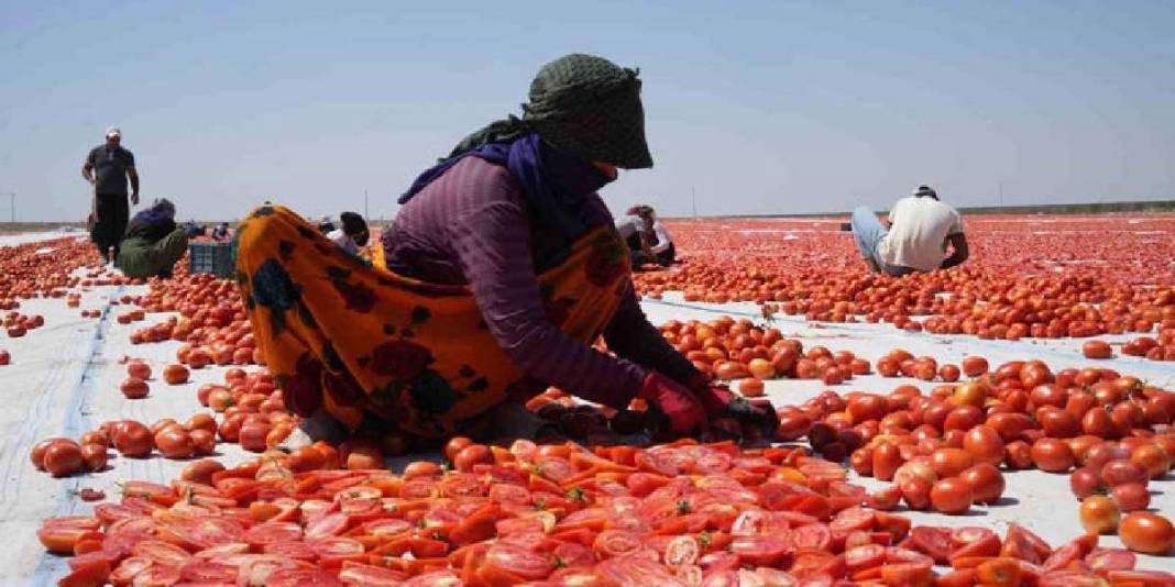 Emekle yetiştirildi, güneşte kurutuldu! Rusya, Amerika ve tüm Avrupa… Herkesin sofrasını şenlendiriyor 5